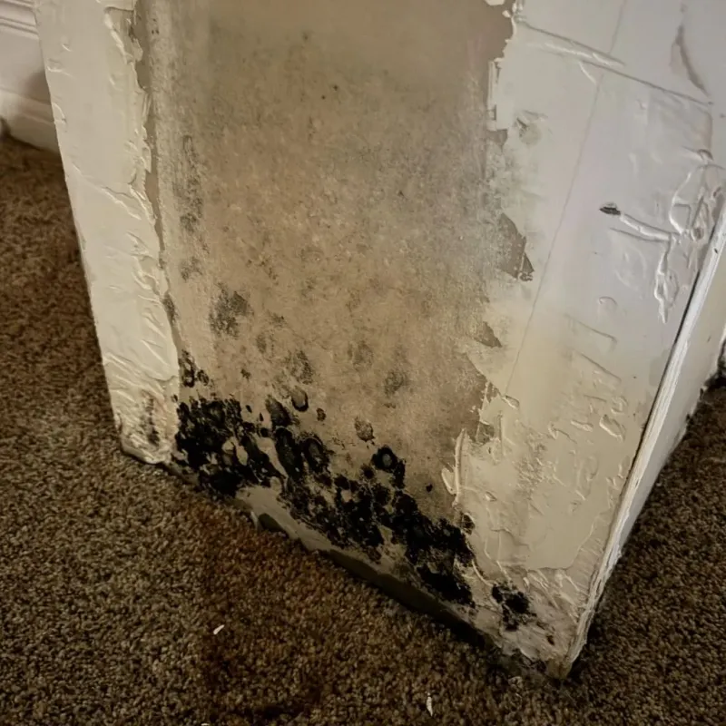 Professional Mold Removal in Georgetown, PA